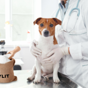 Xylit - die unbekannte Gefahr für Hunde