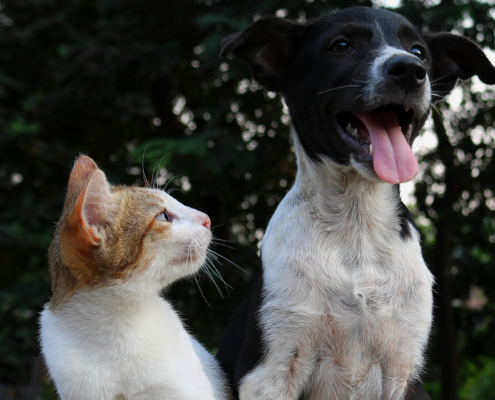 Covid-19 - Gefahr für Haustiere?