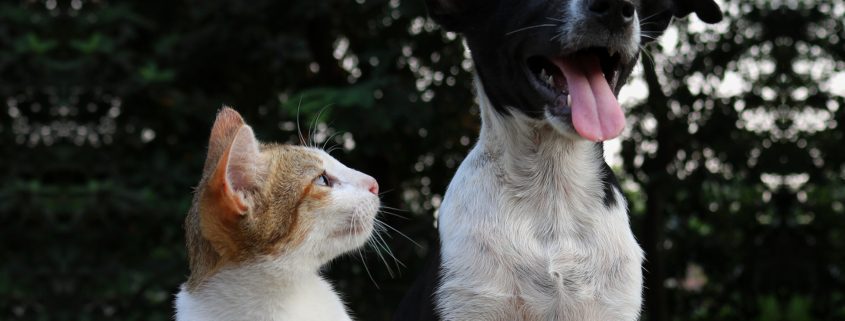 Covid-19 - Gefahr für Haustiere?