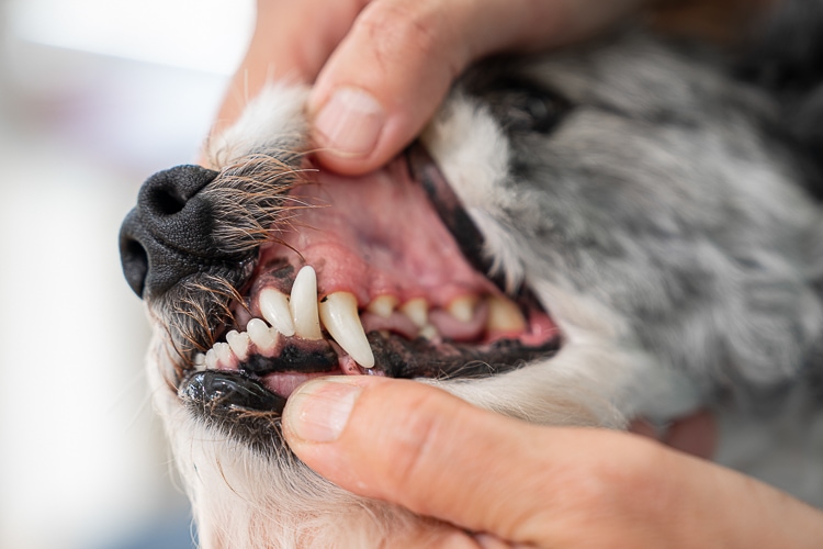 Tierarztpraxis Birke | Zahnheilkunde, Hund