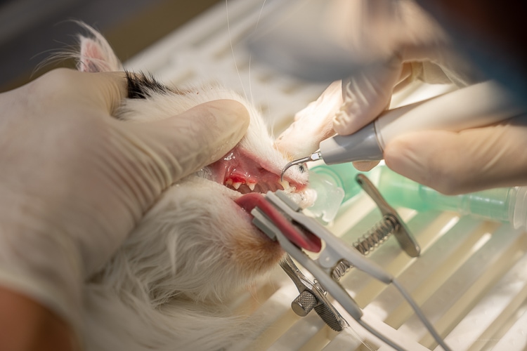 Tierarztpraxis Birke | Zahnheilkunde, Katze